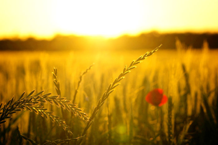 sunrise across a wheat field