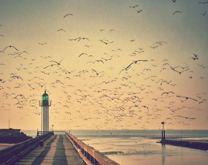 lighthouse with seagulls flying above