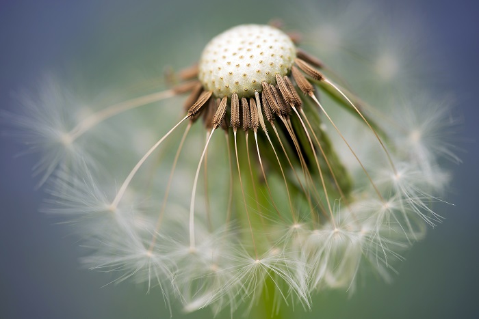 close-up of a dandelion