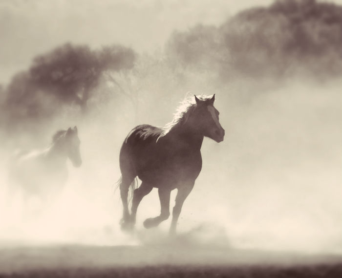 horse coming through a bank of fog