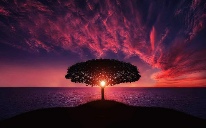 sunset through lone tree
