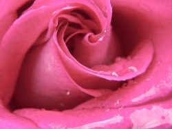 close up of the petals of a rose